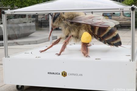 Čebela velikanka potuje po Kamniku (3)